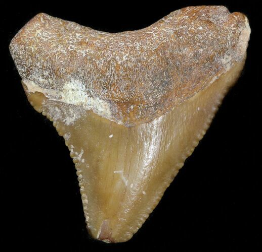 Juvenile Megalodon Tooth - Dakhla, Morocco #44145
